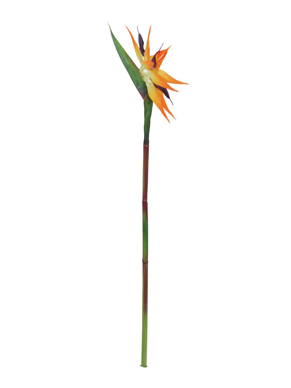 Strelície oranžová, 95 cm