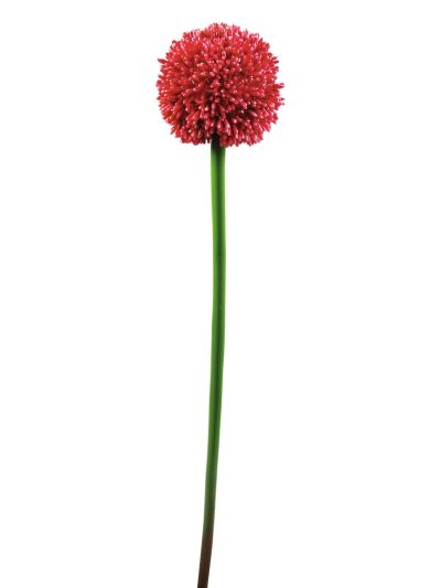 Okrasný česnek červený, 55 cm