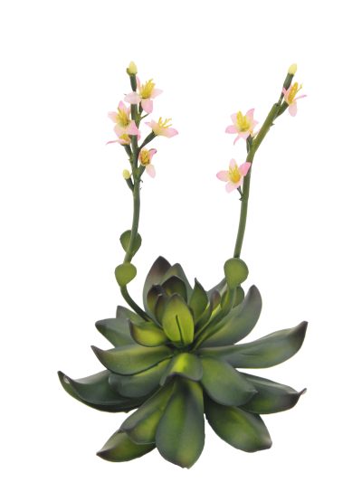 Skalní růže světle růžová, 32 cm