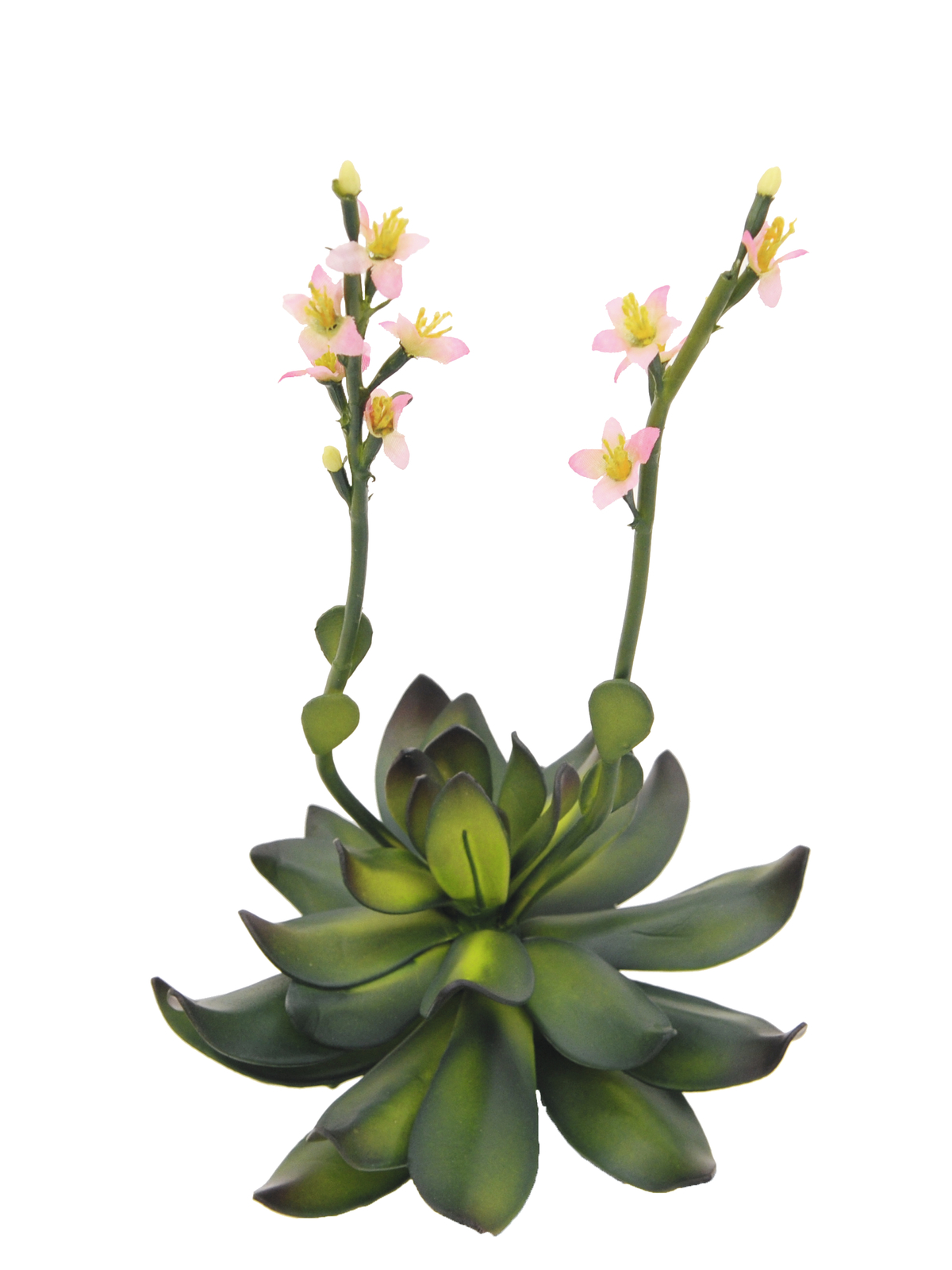 Skalní růže světle růžová, 32 cm