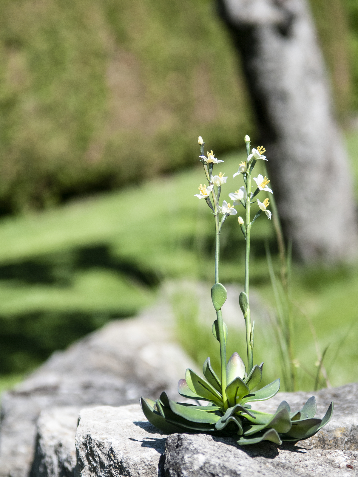 Skalní růže světle růžová, 32 cm - Obrázek 7