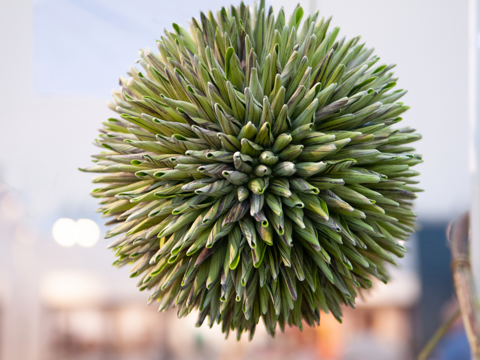 Sukulent koule (EVA), zelená, 20 cm - Obrázek 5