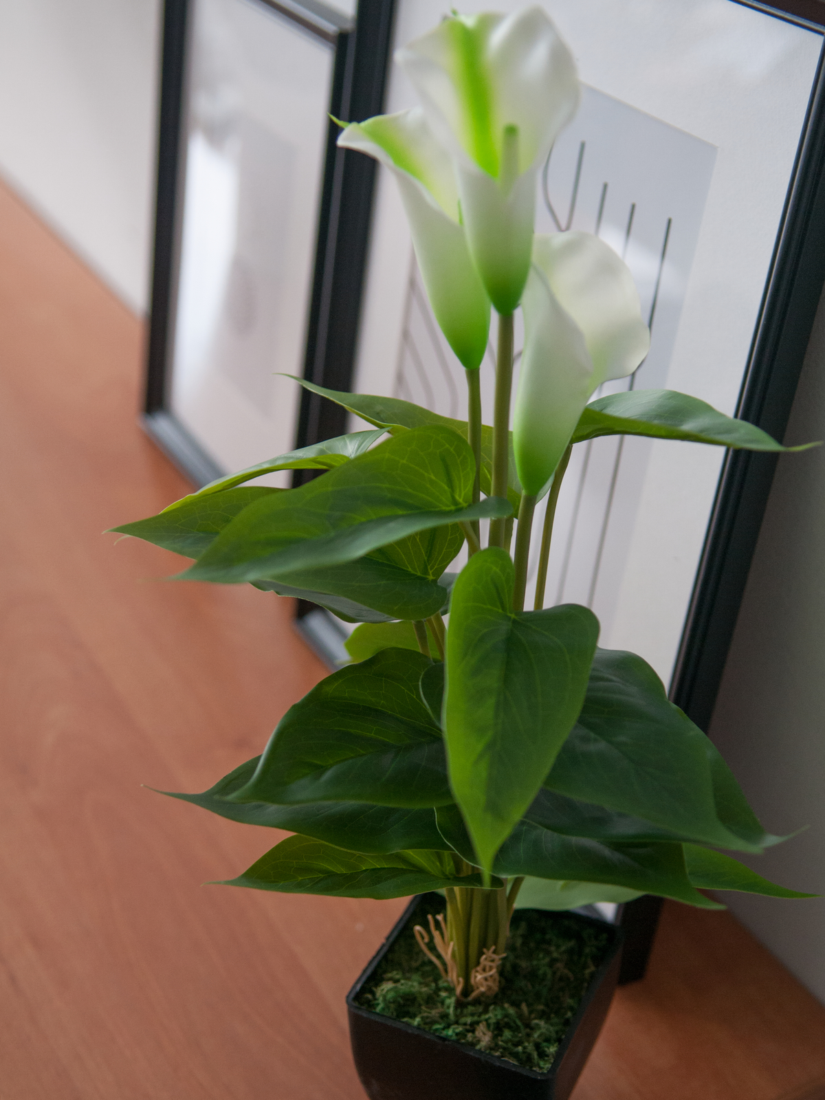 Mini kala, bílá, 43 cm - Obrázek 4