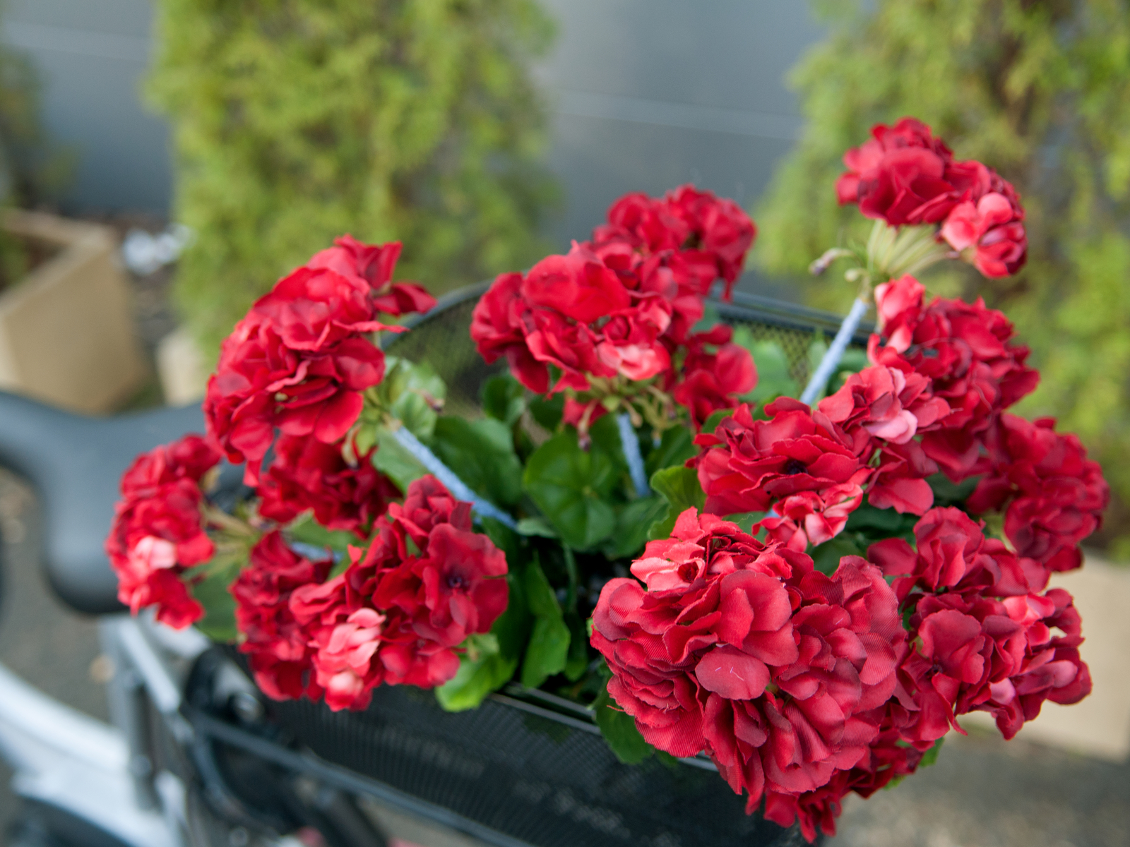 Europalms červená Pelargonie, 42 cm - Obrázek 5