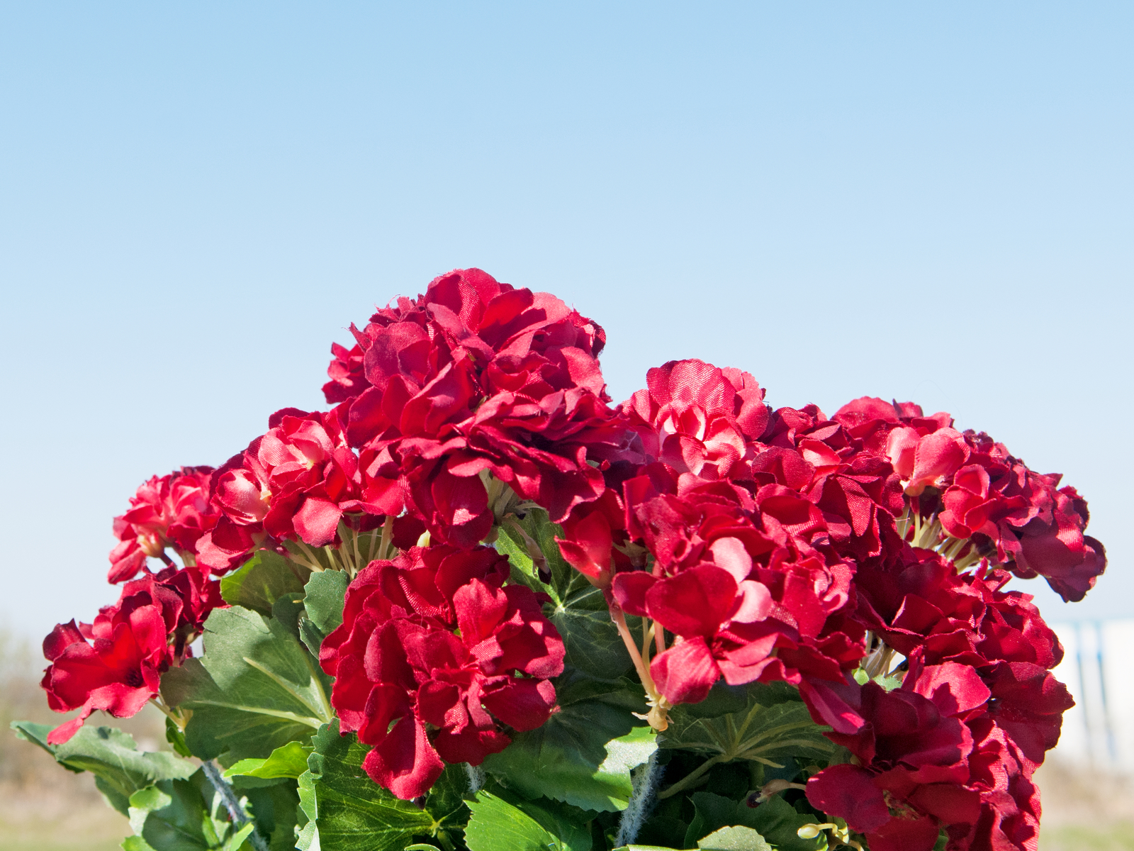 Europalms červená Pelargonie, 42 cm - Obrázek 6