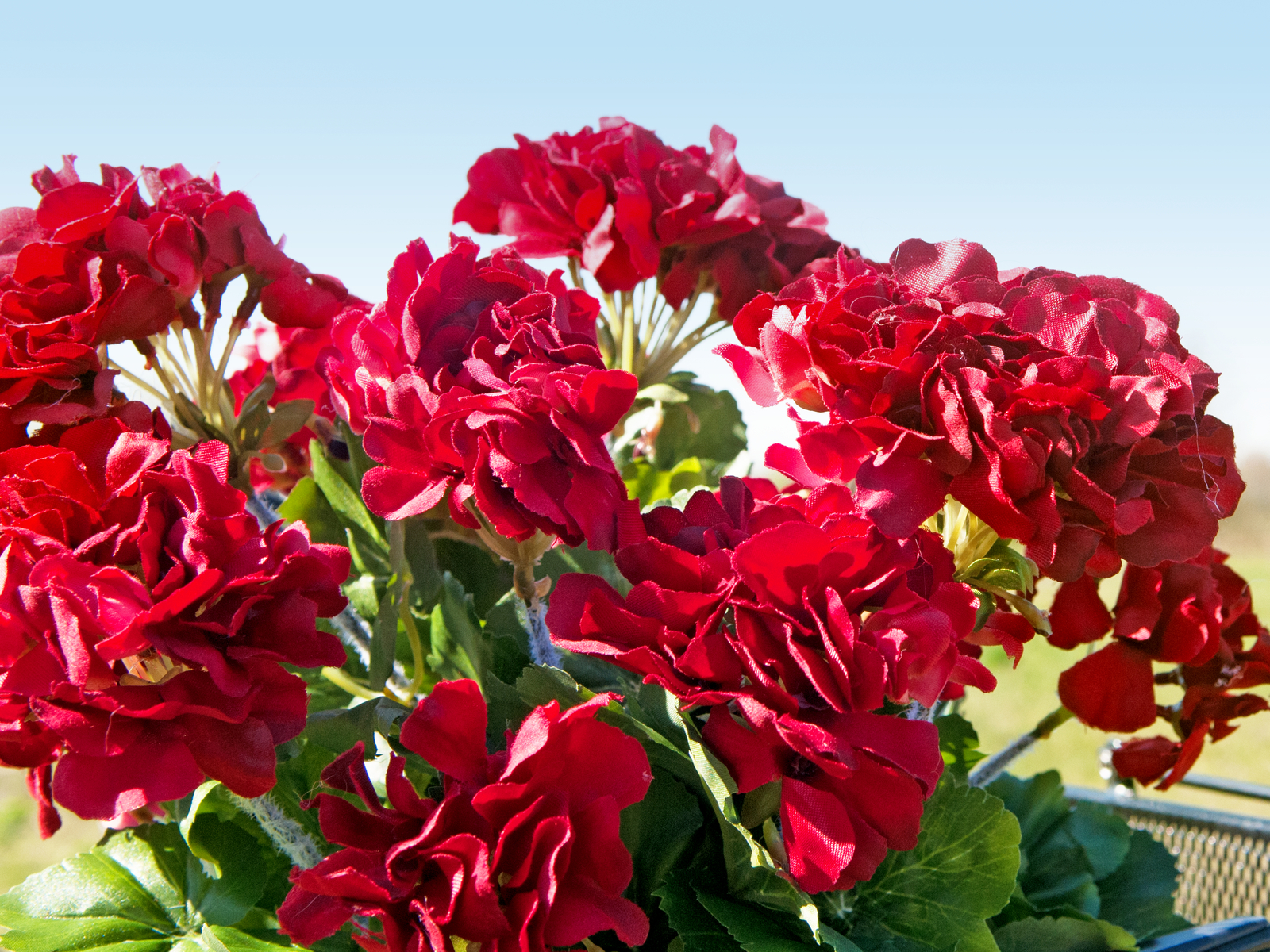Europalms červená Pelargonie, 42 cm - Obrázek 7