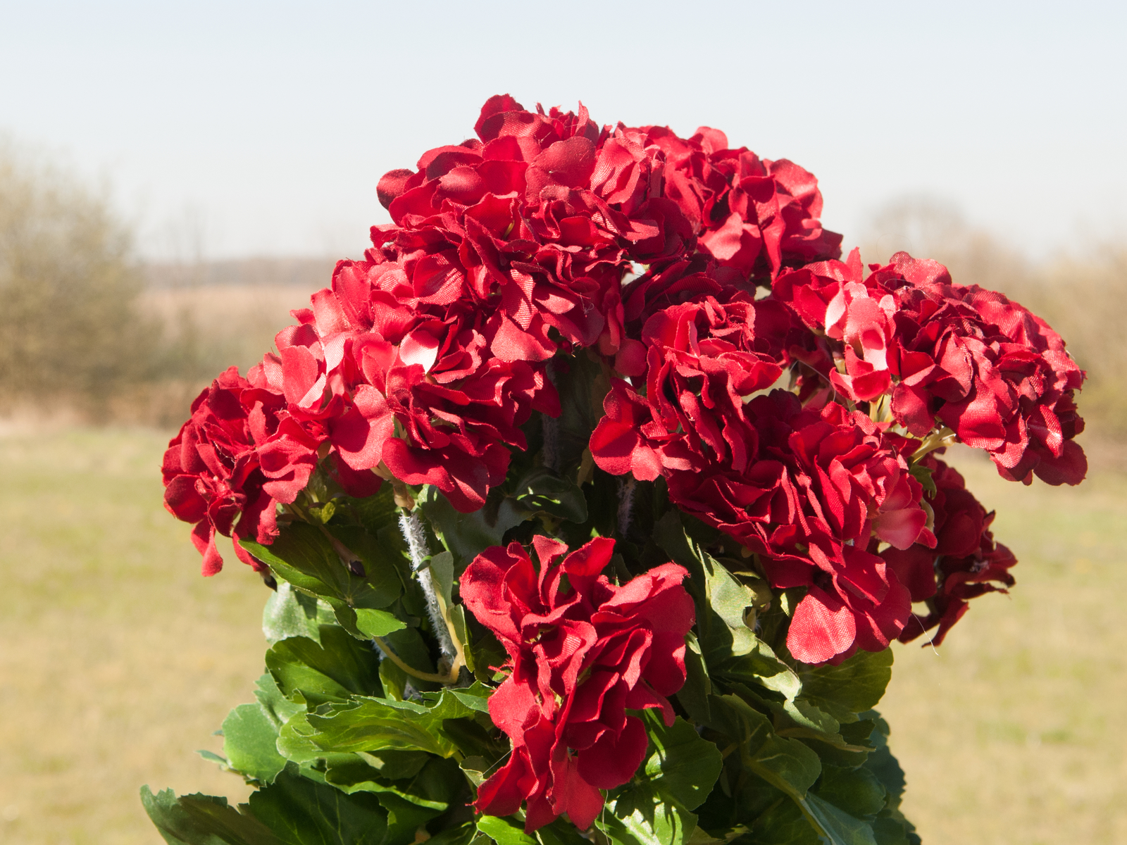 Europalms červená Pelargonie, 42 cm - Obrázek 8