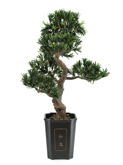 Bonsai, 80cm