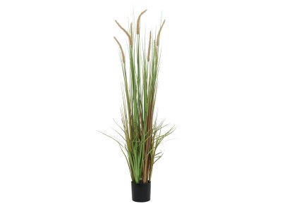 Vodní tráva v květináči v barvách podzimu, 120 cm