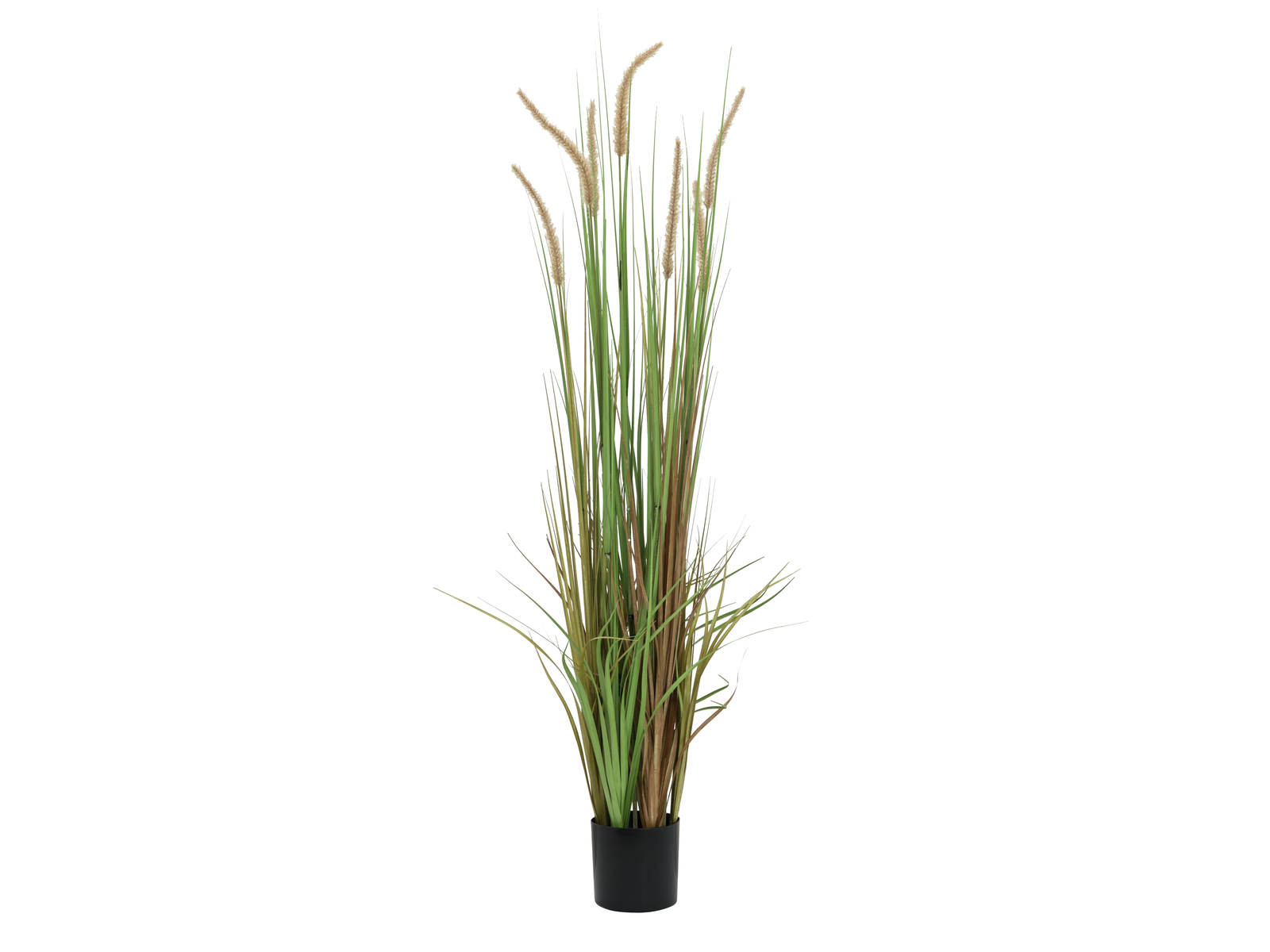 Vodní tráva v květináči v barvách podzimu, 120 cm