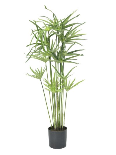 Kvetoucí kyperská tráva, 76 cm