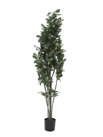 Šeflera, 120 cm
