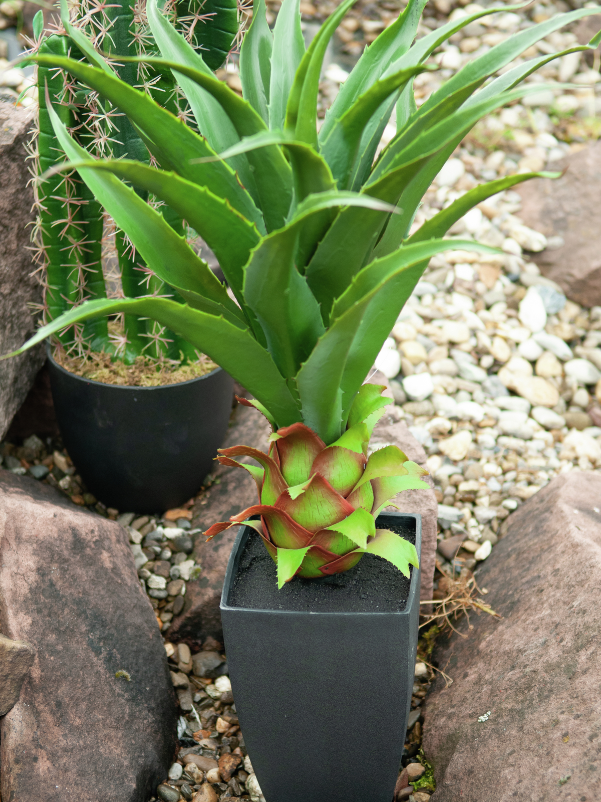 Agave kaktus s květináčem, 75 cm - Obrázek 6