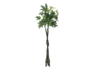 Pachira stonky, 3 kusy, 160cm
