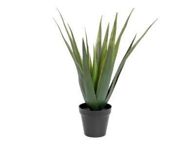 Aloe-Vera rostlina, 60 cm