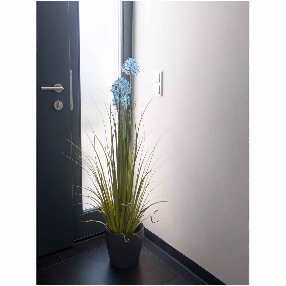 Okrasný česnek s modrými květy, 120 cm - Obrázek 4