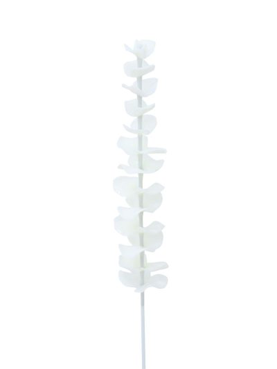 Eukalyptus bílý - křišťálový, 81 cm, 12 ks