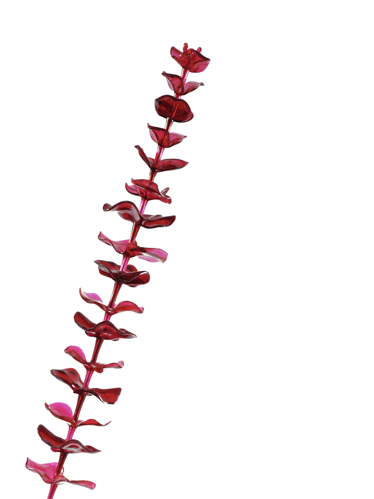 Eukalyptus červený - křišťálový, 81 cm, 12 ks - Obrázek 3