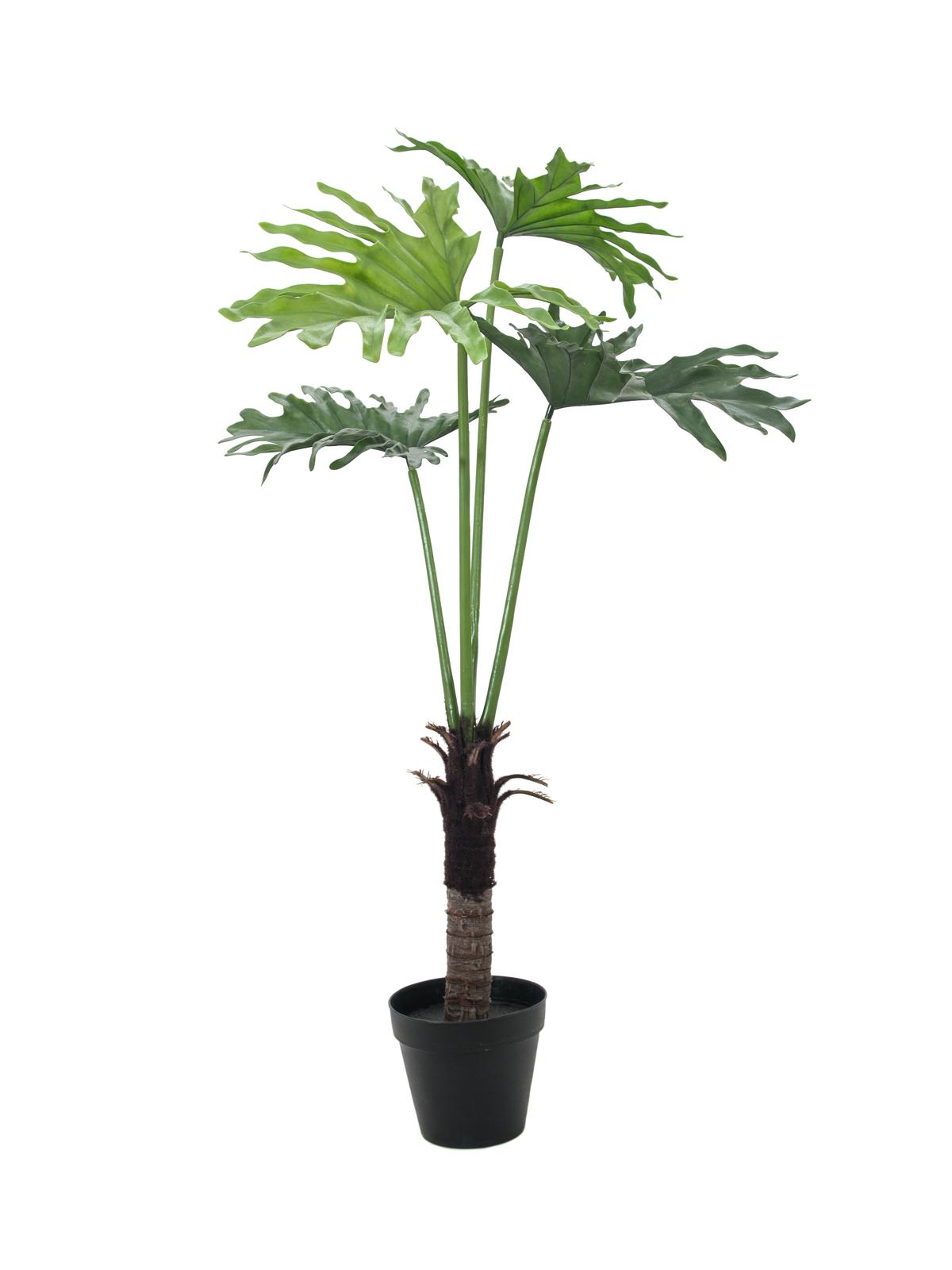 Filodendron palma, 120 cm