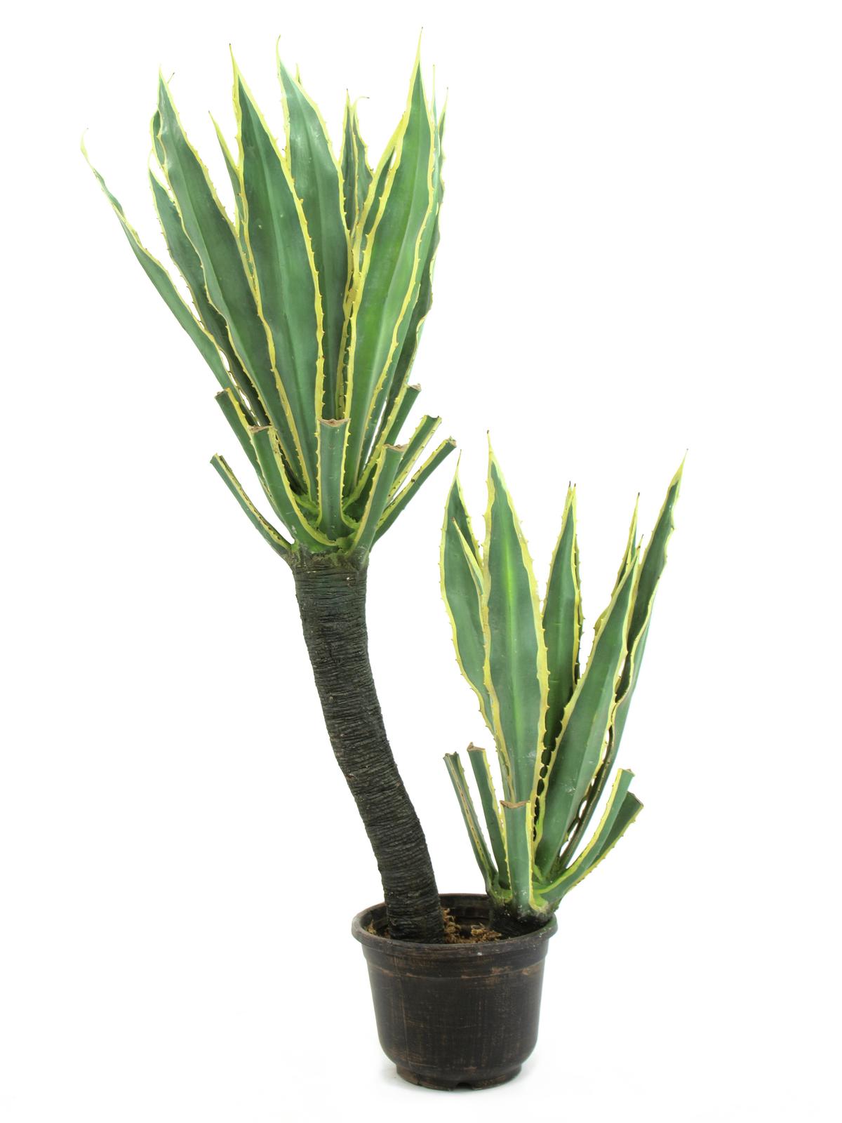 Orchidej kaktus, 160 cm