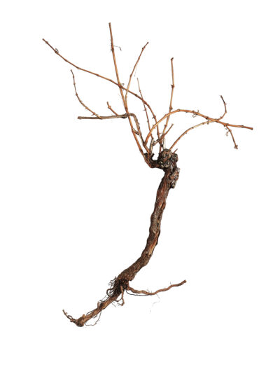 Vinná réva, 150 cm