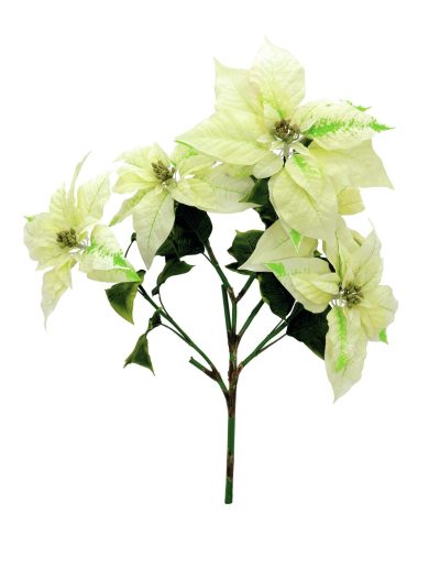 Vánoční hvězda keřík, krémový, 60 cm
