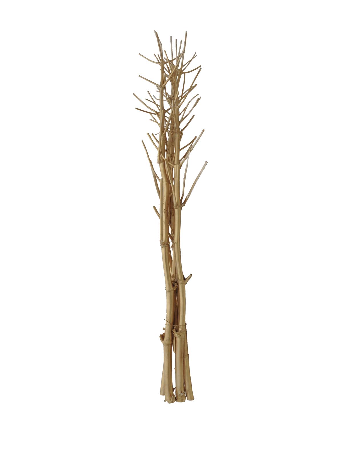 Suché větvičky fenyklu, zlatá, 160 cm