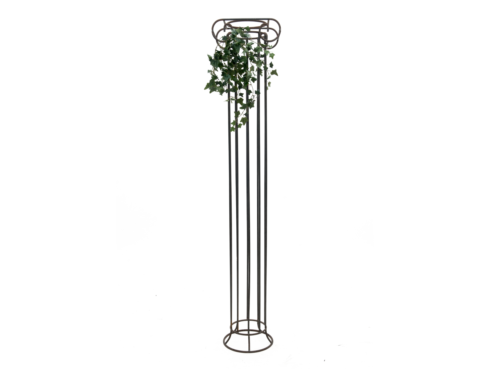 Divoký břečťan trs malý, 60 cm - Obrázek 3