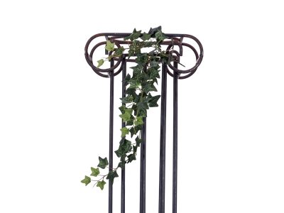 Divoký břečťan trs střední, 70 cm