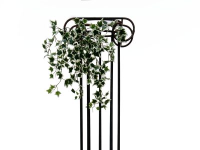 Holandský divoký břečťan trs malý, 60 cm