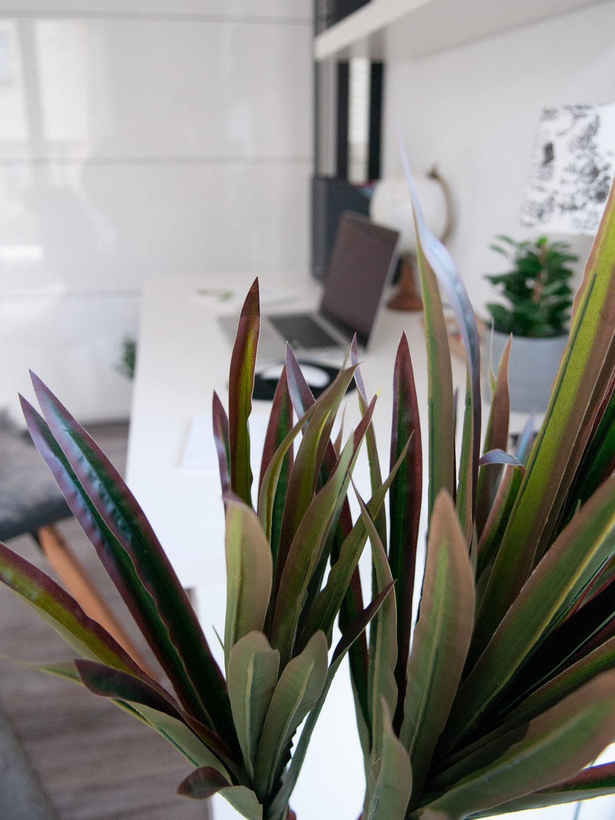 Dracena zeleno-červená, 120 cm - Obrázek 5