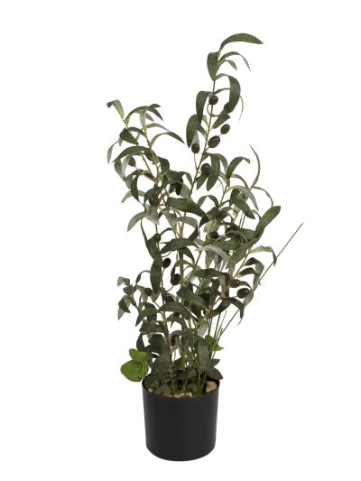 Olivovník s plody, 68 cm