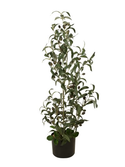Olivovník s plody, 90 cm