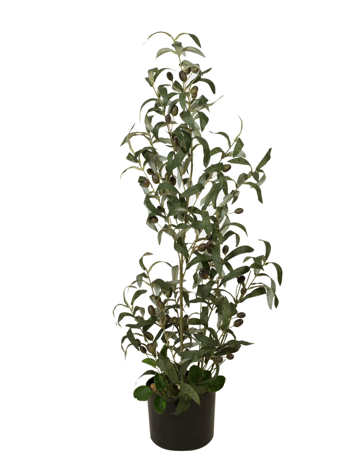 Olivovník s plody, 90 cm