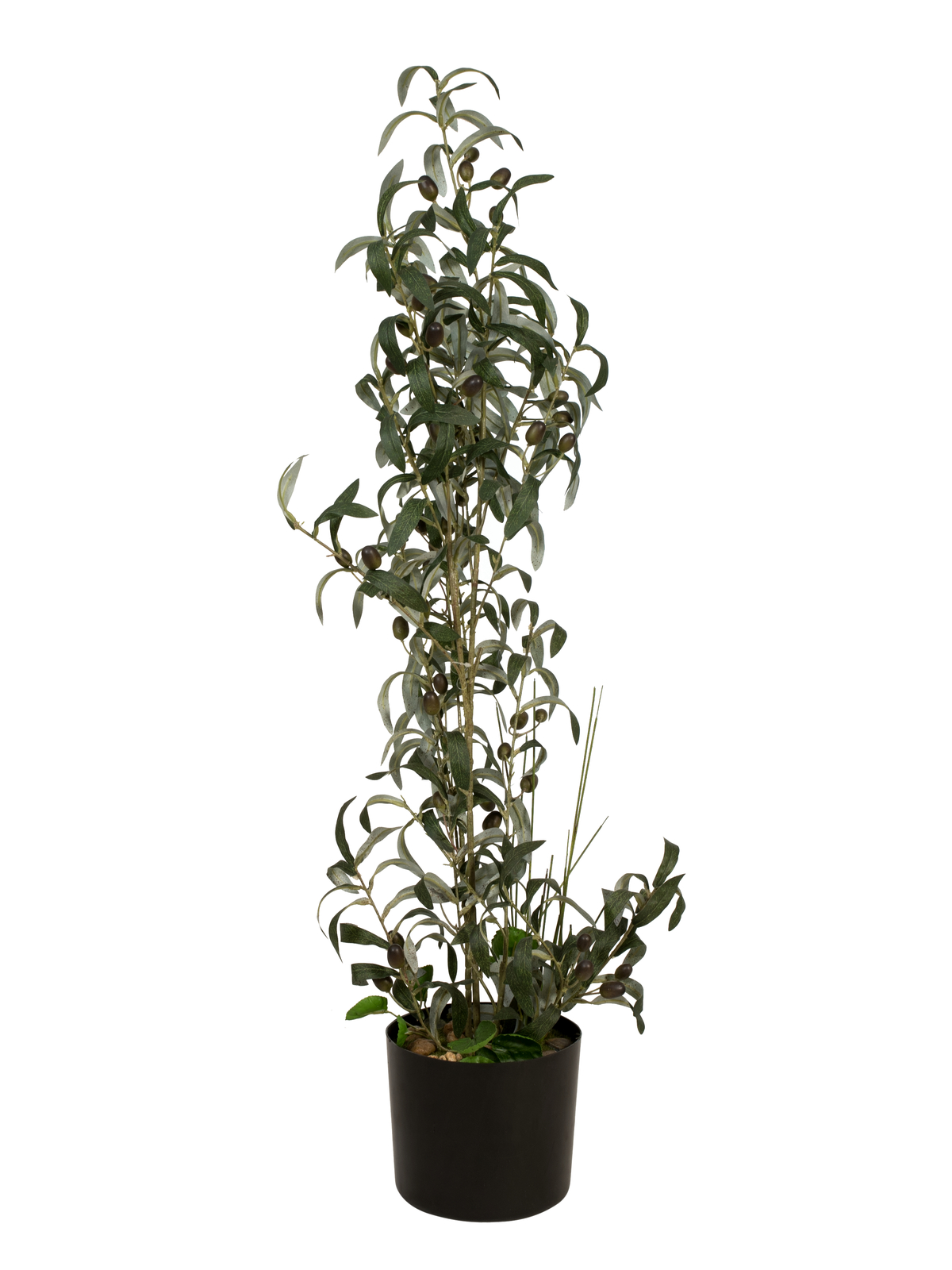Olivovník s plody, 104 cm