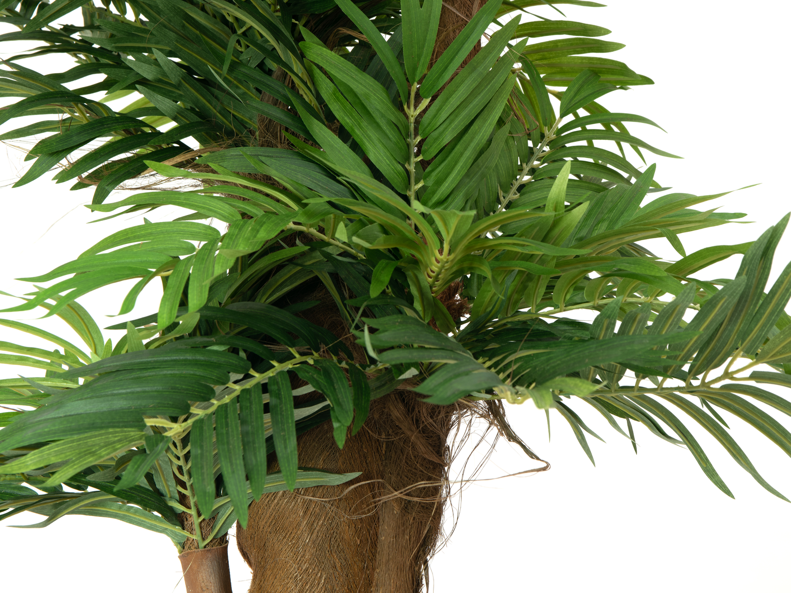 Areca palma, 140 cm - Obrázek 3
