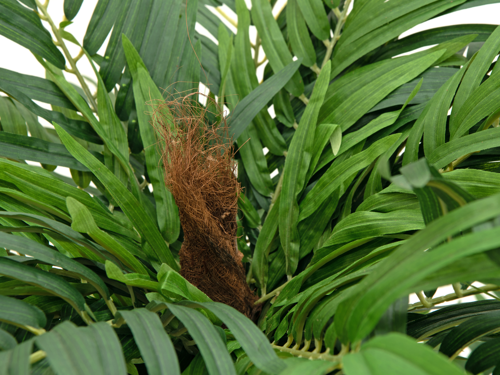 Areca palma, 140 cm - Obrázek 4