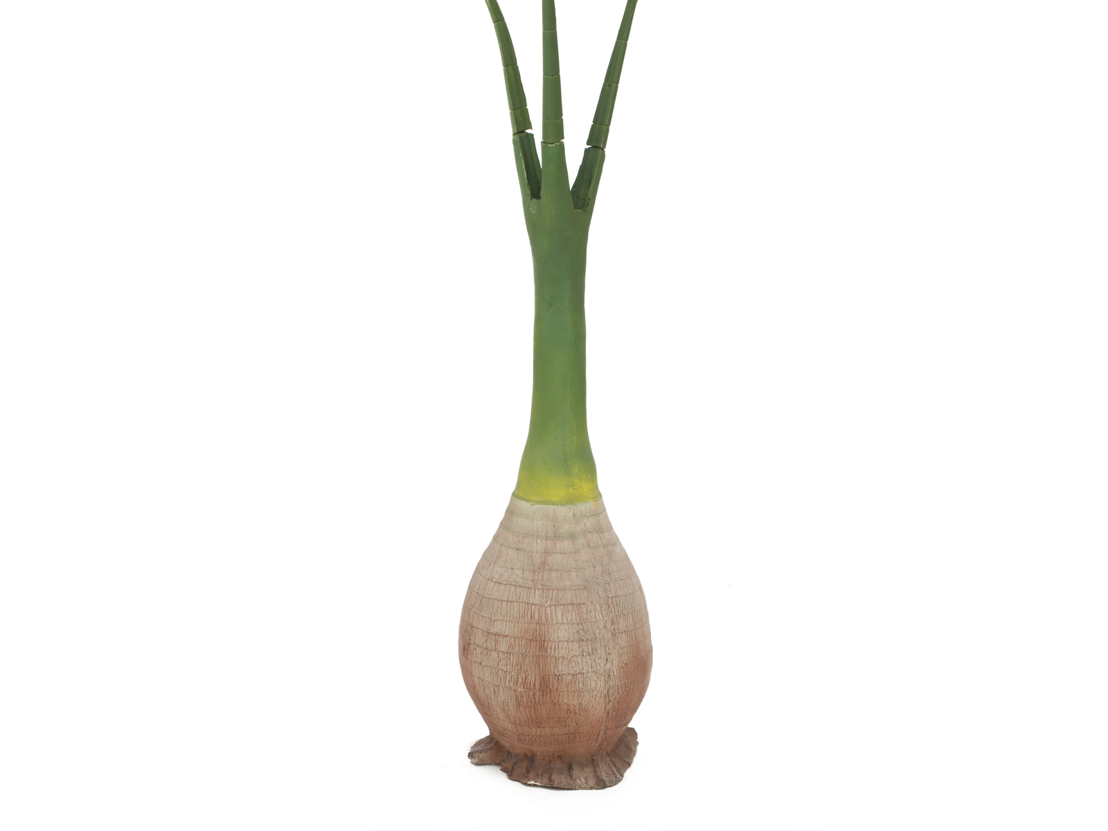 Palma Phoenix, 240cm - Obrázek 3