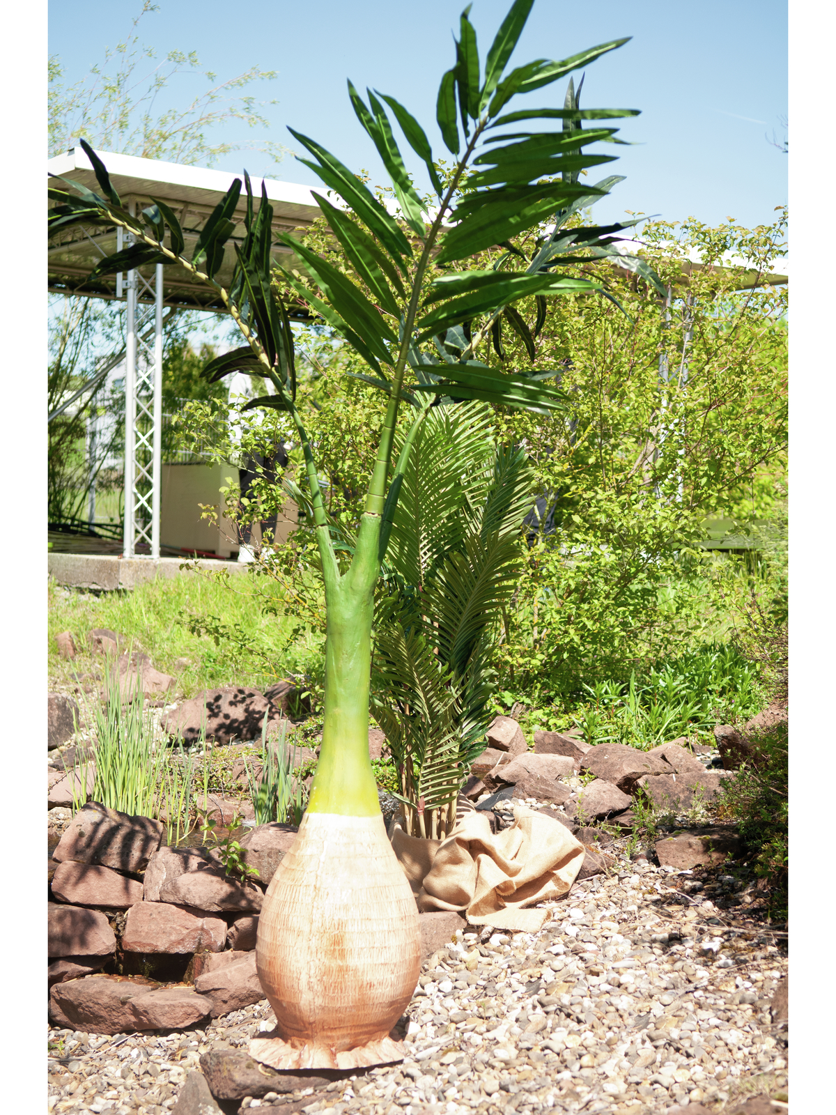 Palma Phoenix, 240cm - Obrázek 4