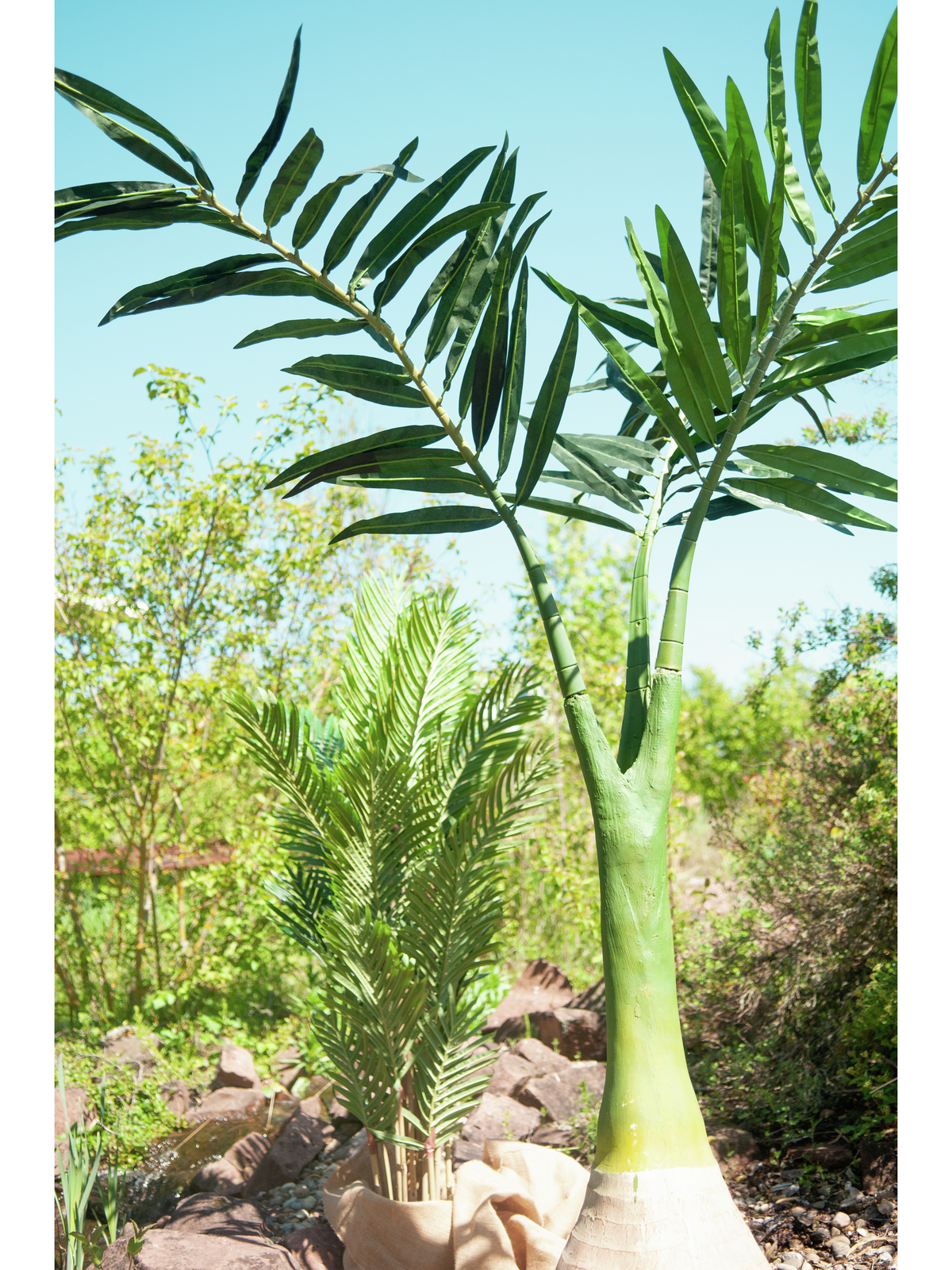 Palma Phoenix, 240cm - Obrázek 5