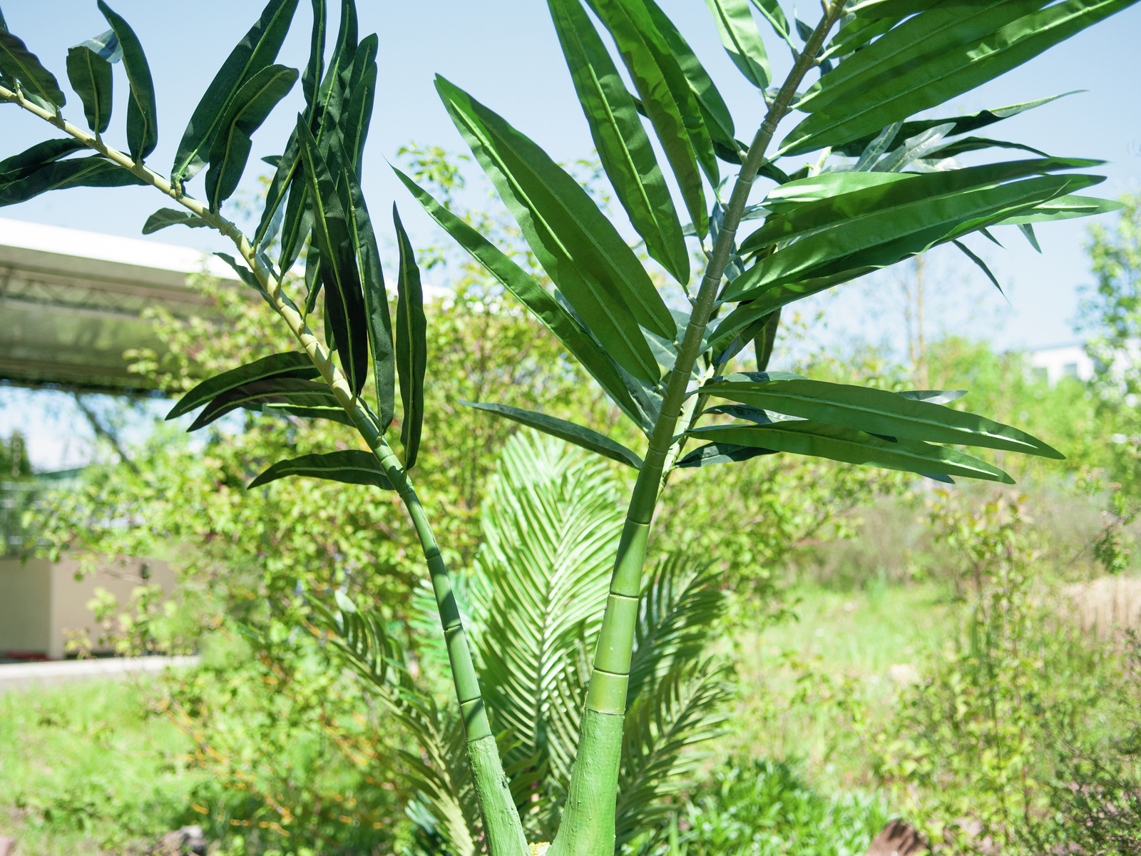 Palma Phoenix, 240cm - Obrázek 6