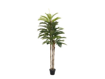 Kentia palma, 150cm