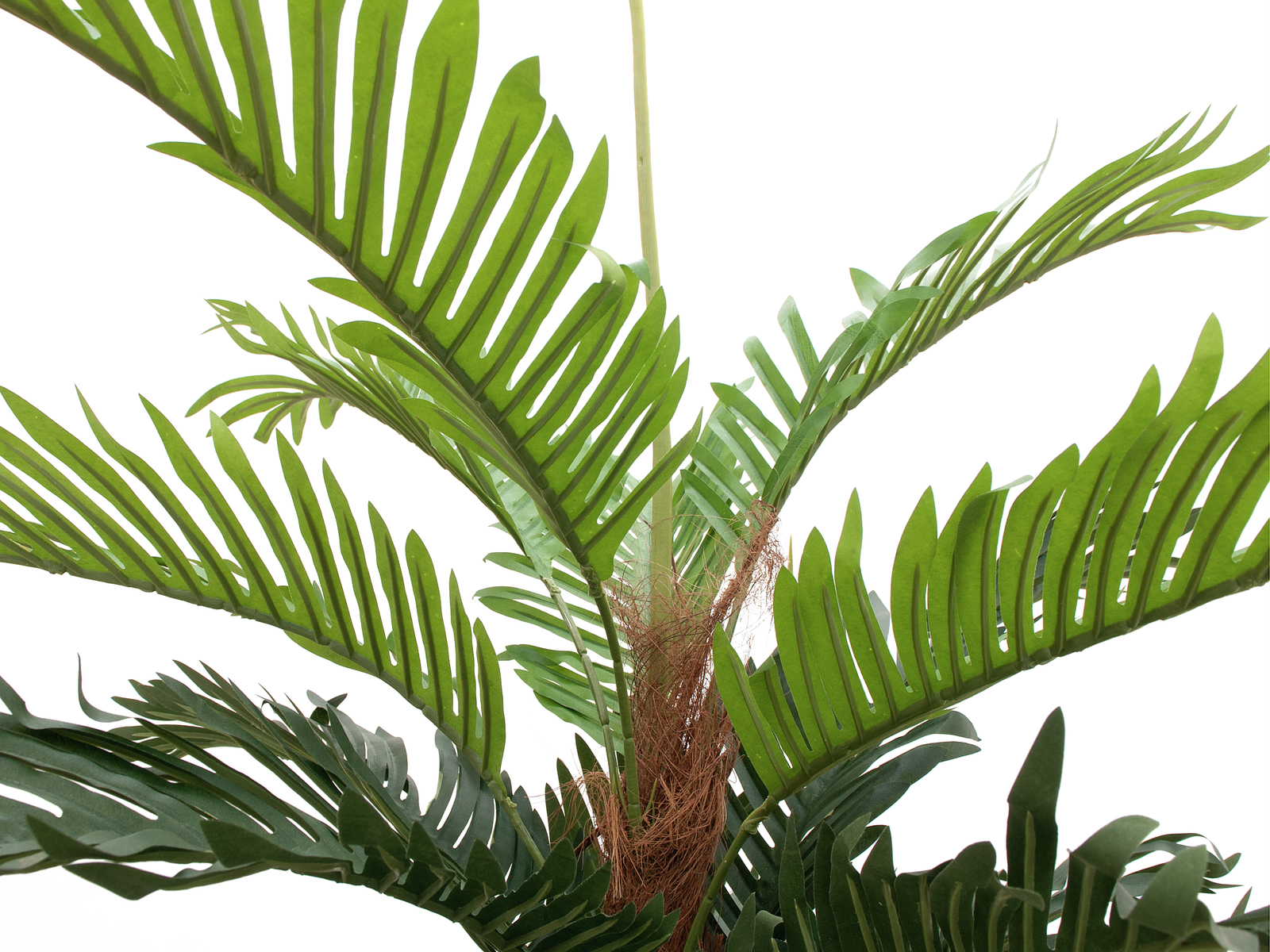Kentia palma, 180cm - Obrázek 4