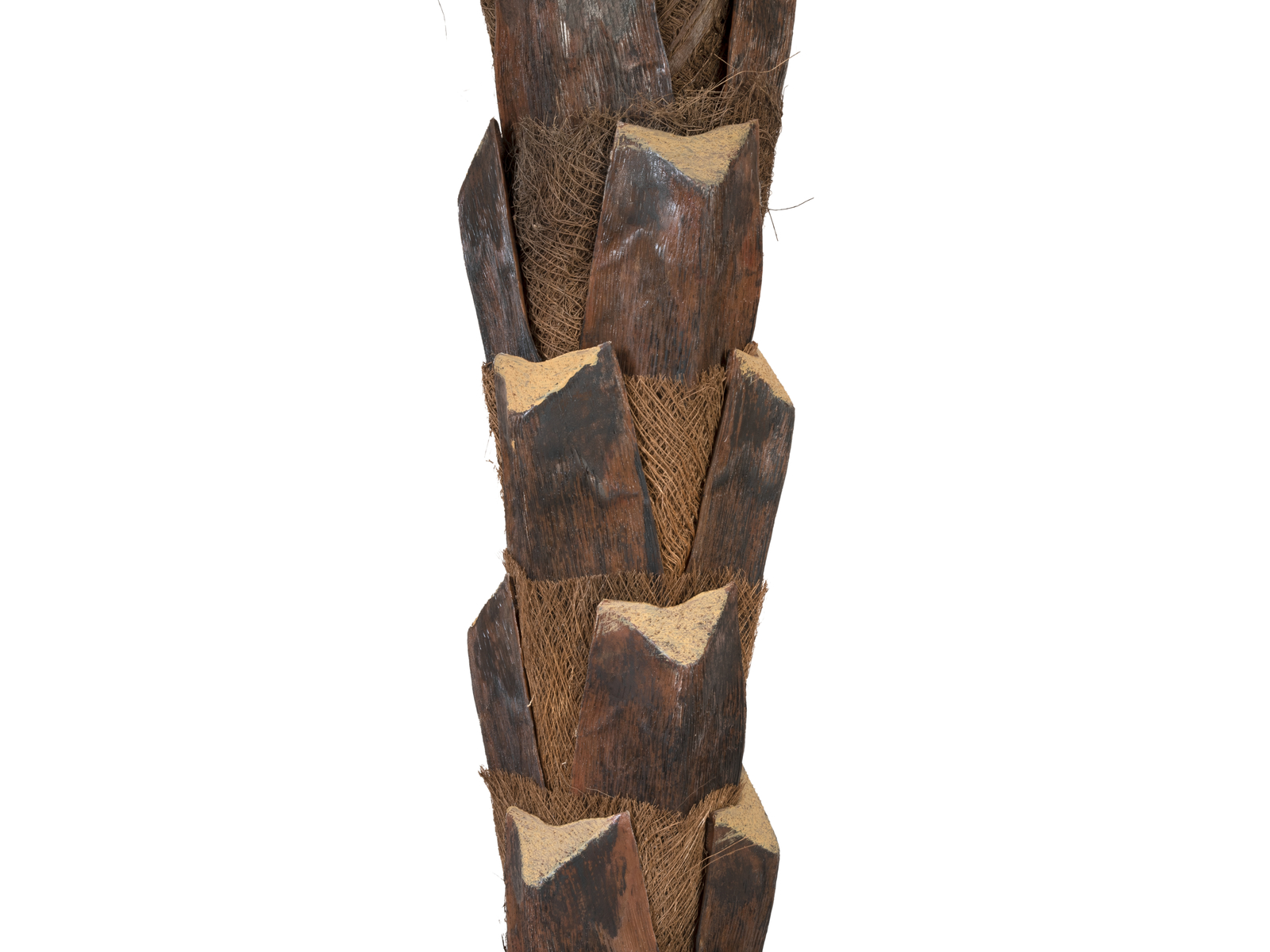 Kentia palma deluxe, 300cm - Obrázek 4
