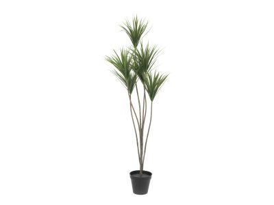 Palma Yucca, 130cm