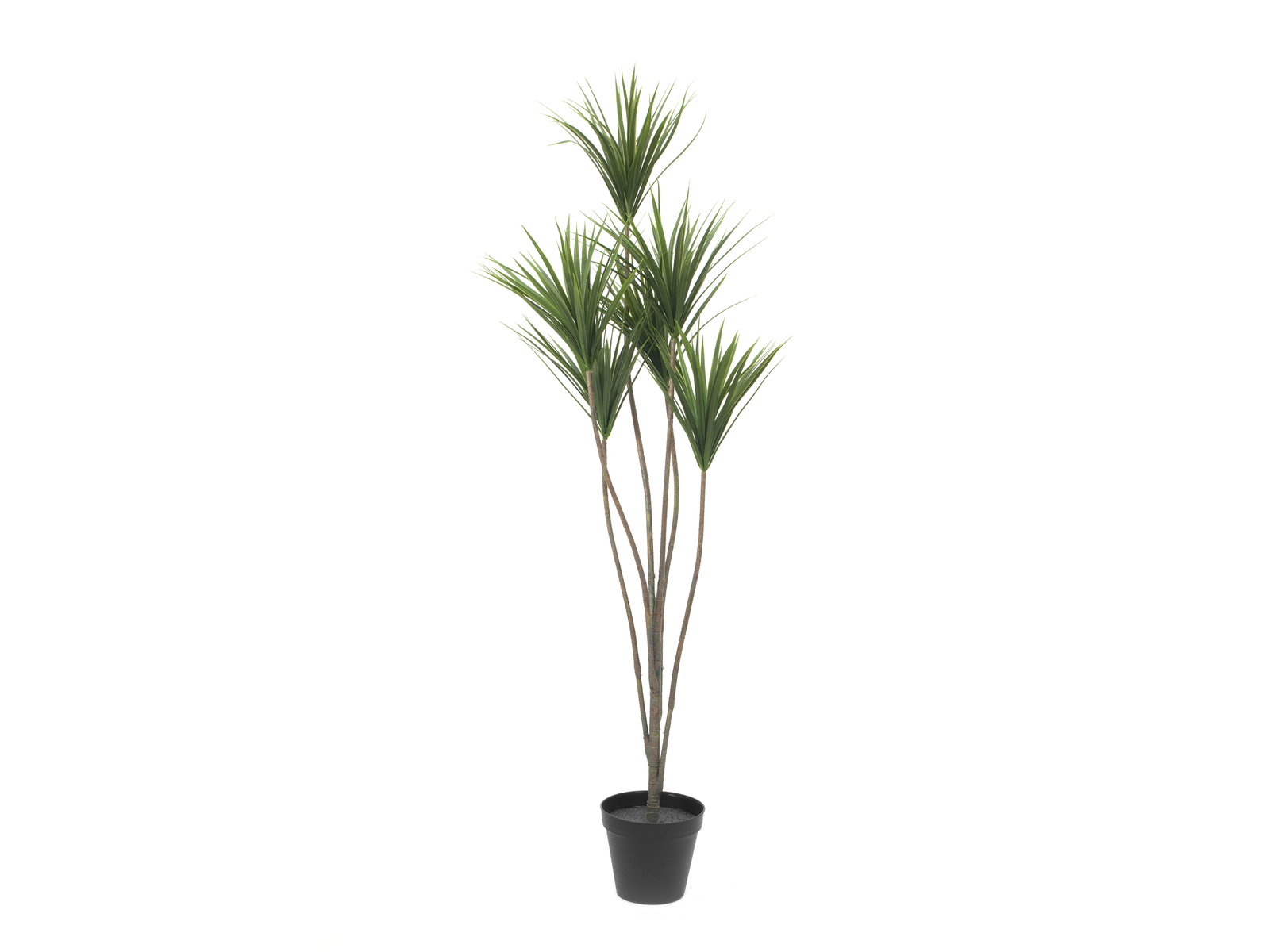 Palma Yucca, 130cm