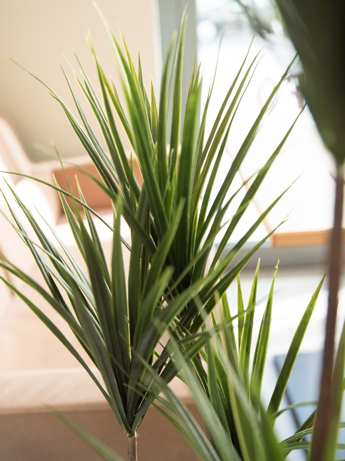 Palma Yucca, 130cm - Obrázek 4