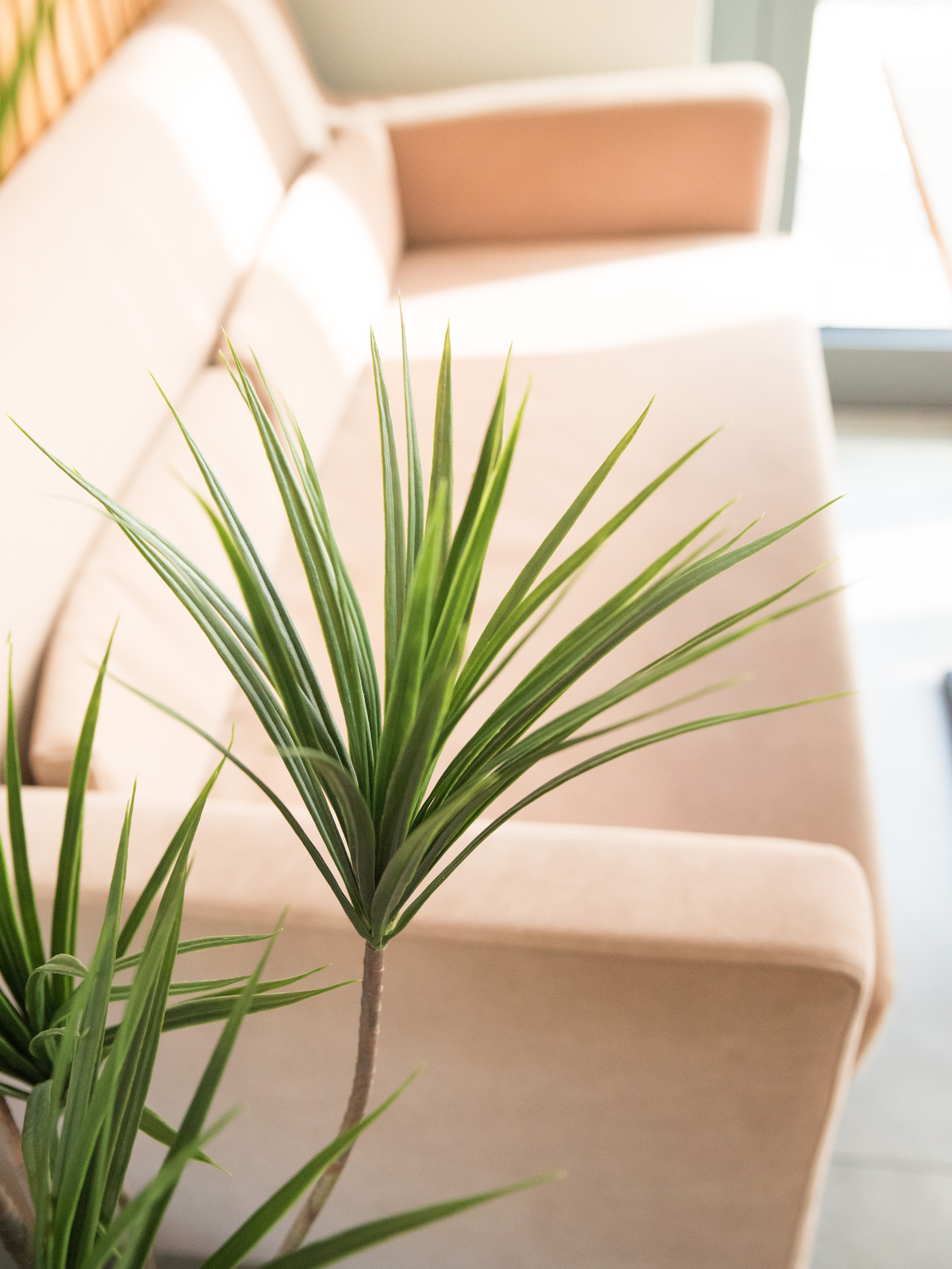 Palma Yucca, 130cm - Obrázek 8