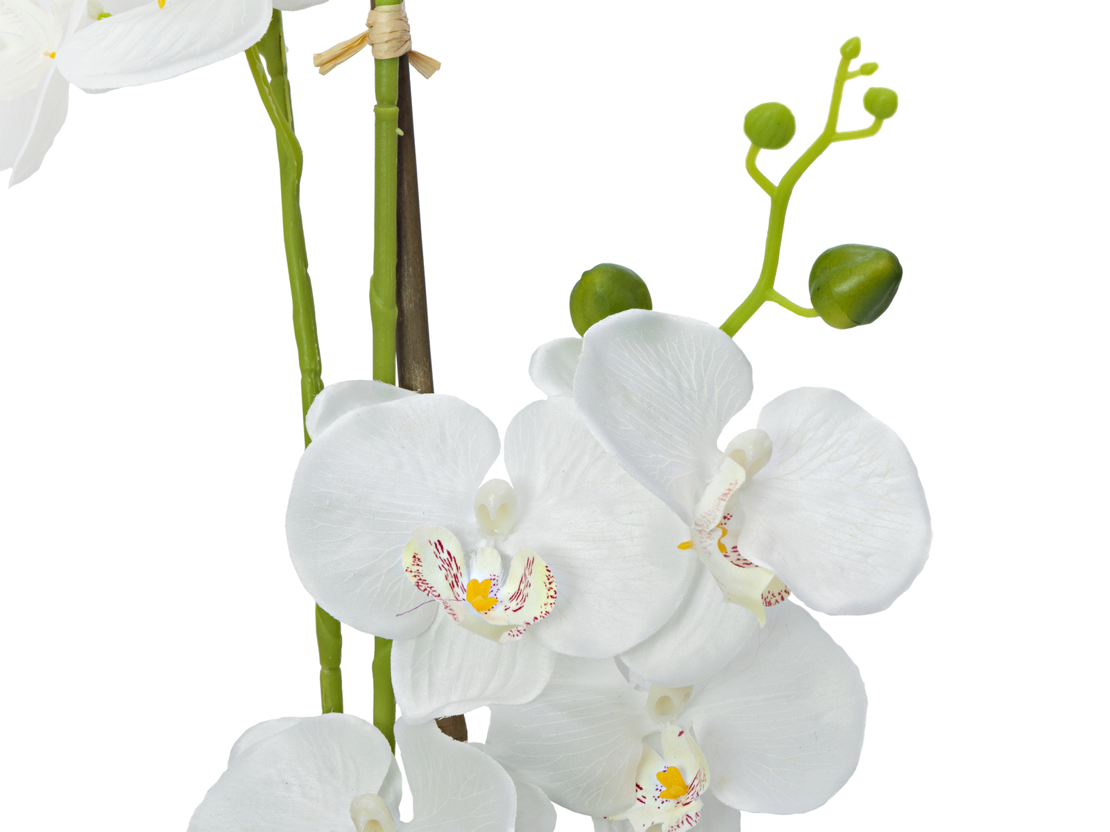 Orchidej s bílými květy, 80 cm - Obrázek 3