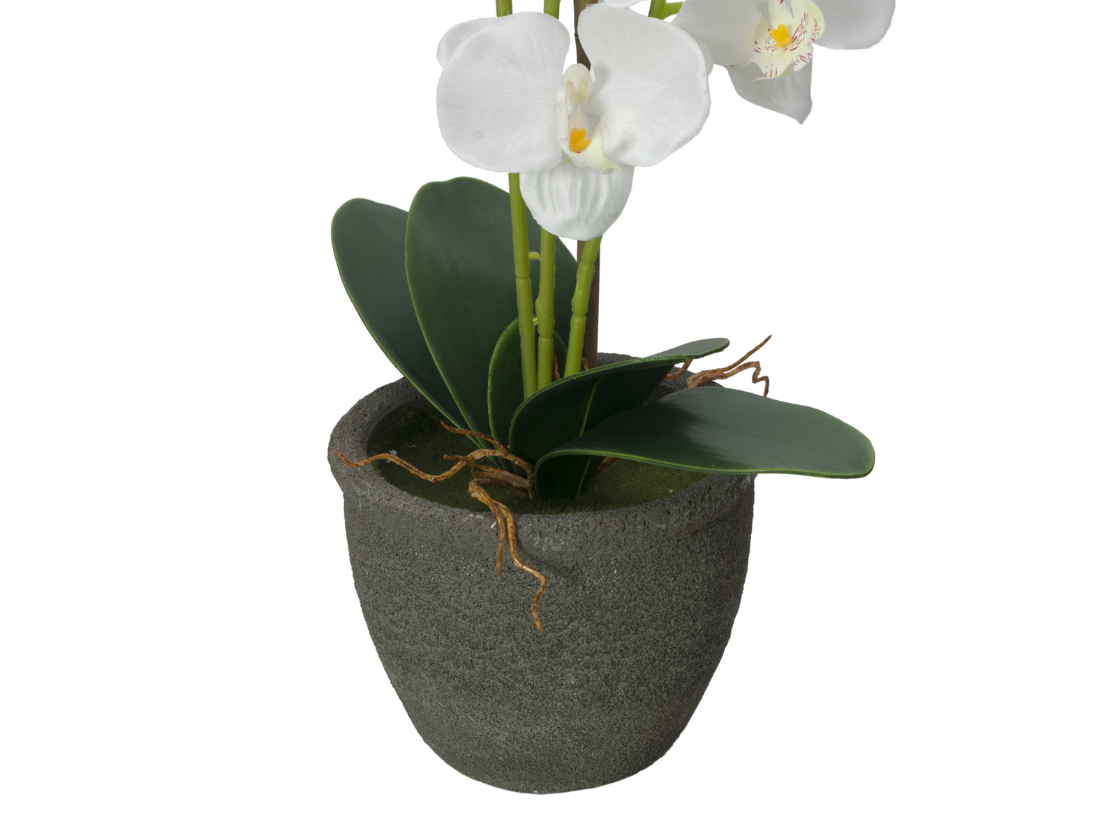 Orchidej s bílými květy, 80 cm - Obrázek 4